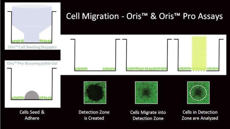 A Robust Quantitative Alternative to the Scratch Assay