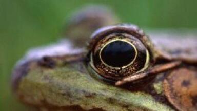 Frog skin could treat cancer, scientists find