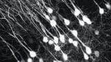 Multiphoton Imaging Simplified