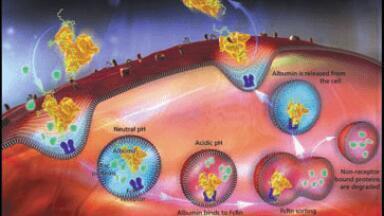 Enhanced Albumin Fusion Technology that Tailors the Half-Life of Proteins