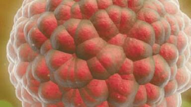 Pluripotent Stem Cell Line Assessment qPCR Kit