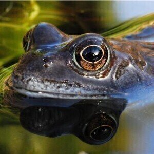 New method to protect amphibians from extinction