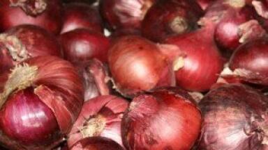 Scientists investigate onion varieties