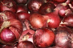 Scientists investigate onion varieties