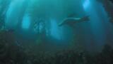 Study reveals ocean island’s rich biodiversity