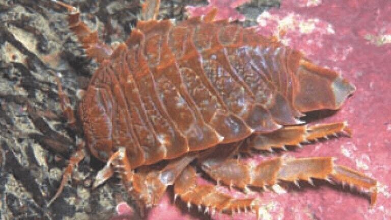 Giant Isopod (Glyptonotus antarcticus)
Location Husvik