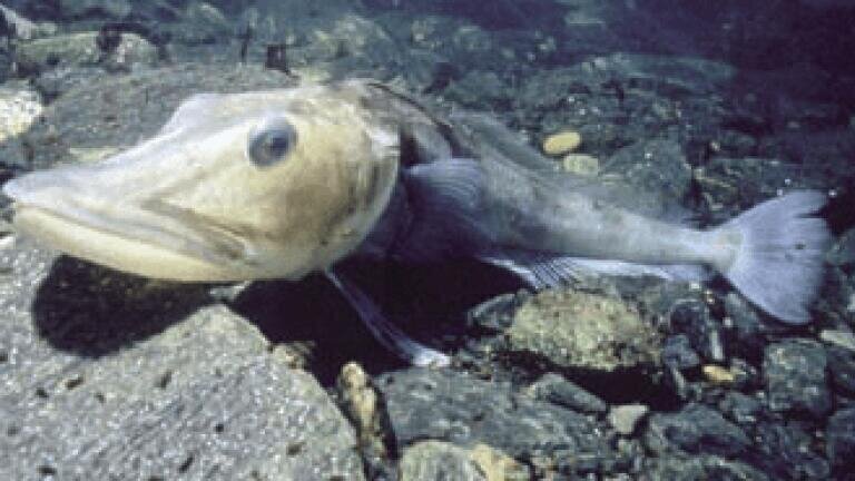 Icefish (Chaenocephalus aceratus)
Signy Island