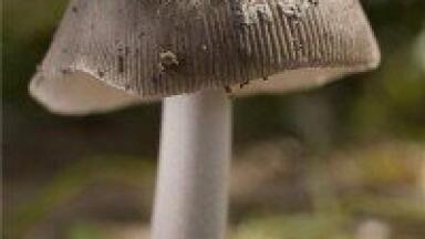 Hallucinogen creates lasting personality change