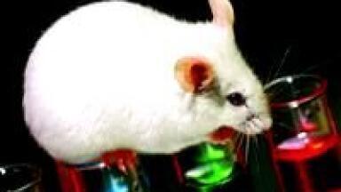 Ibox® Small Animal Imaging System - Seeing the Answers Within