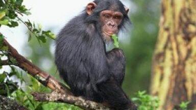 Scientists observe human and chimpanzee bone similarities