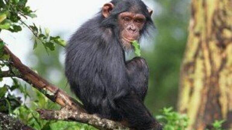 Scientists observe human and chimpanzee bone similarities