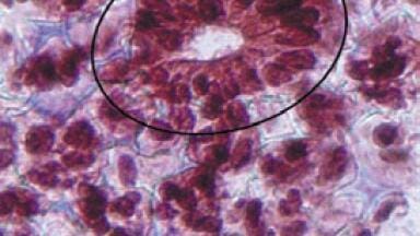 Genuine 3D Cell Culture Technology