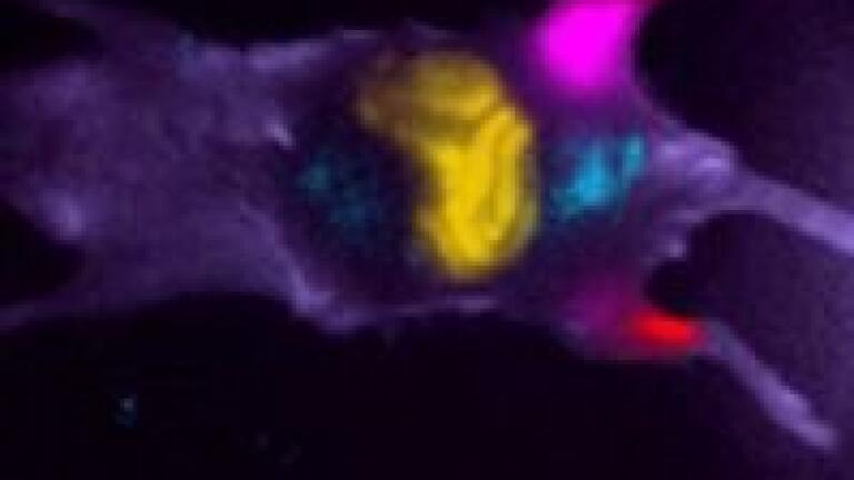 Multimodal System Accelerates Drug Discovery and Early Disease Detection