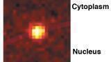 Research Elucidates Individual Steps Controlling Transport Through Nuclear Pore Complex