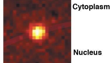 Research Elucidates Individual Steps Controlling Transport Through Nuclear Pore Complex