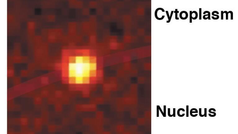 Research Elucidates Individual Steps Controlling Transport Through Nuclear Pore Complex