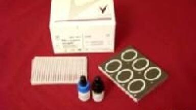 Microgen Staph-ID