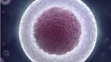 Combining Cell Biology and Molecular Genetics for Single-Cell Research