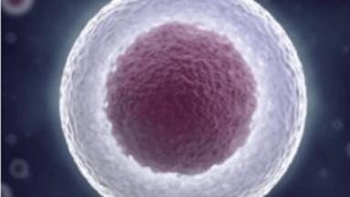 Combining Cell Biology and Molecular Genetics for Single-Cell Research