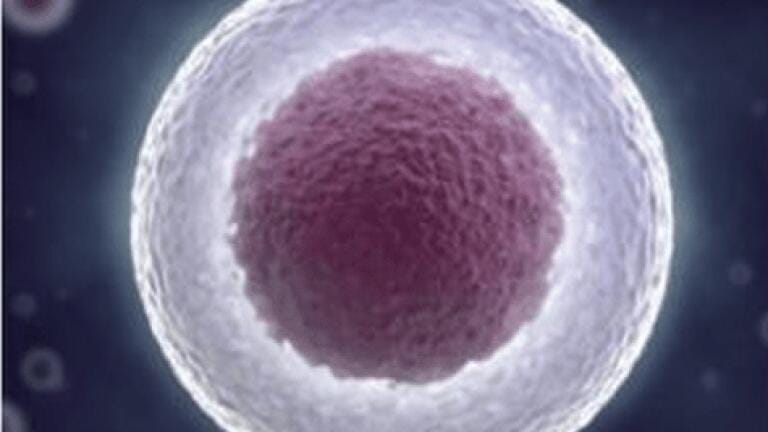Combining Cell Biology and Molecular Genetics for Single-Cell Research