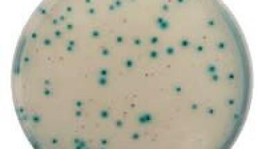 Simultaneous Enumeration of E.coli and Enterobacteriaceae Using Just a Single Agar Type (validated by Afnor to Iso16140 Standards)