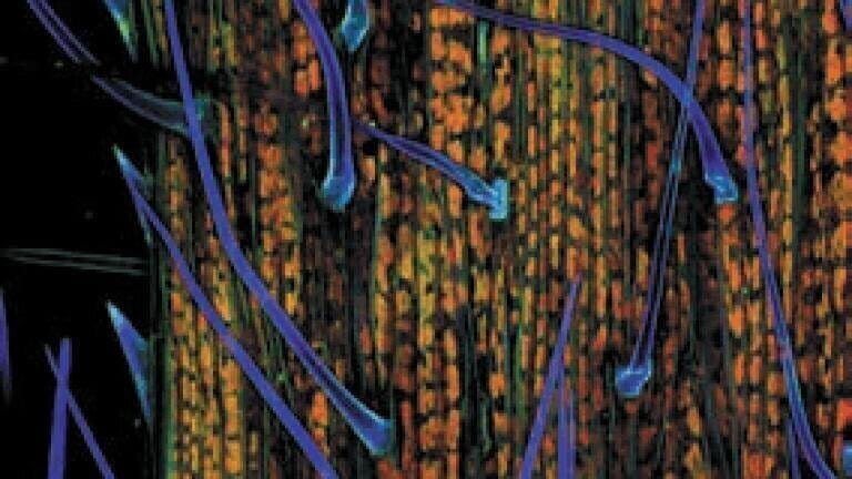 2nd Place
Dr Donna Stolz
University of Pittsburgh
Pittsburgh, Pennsylvania, USA
Blade of Grass (200X)
Confocal stack reconstruction,
Autofluorescence