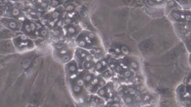 New Distributor of Cryopreserved Terminally Differentiated Human Hepatic Cells