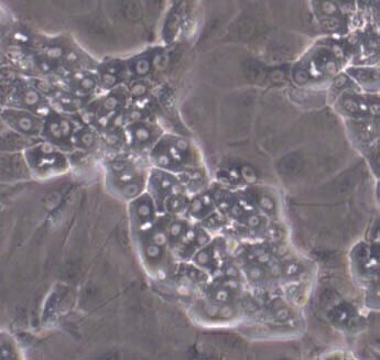 New Distributor of Cryopreserved Terminally Differentiated Human Hepatic Cells