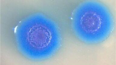 New software marks leap forward for population genomics