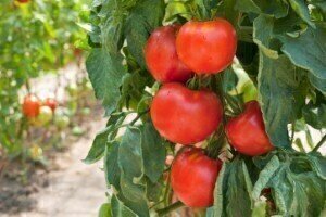 Tomato nutrient lycopene could be used for cancer treatment