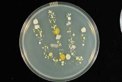 
Magnificent microbes on show