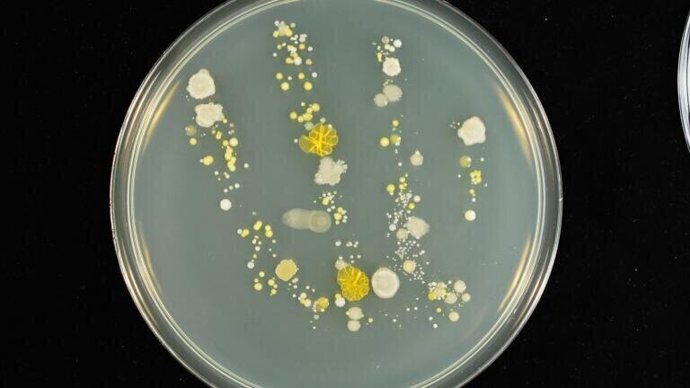 Magnificent microbes on show