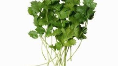 Endangered species of medicinal herbs grown in test-tubes