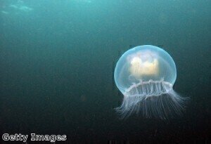 Artificial jellyfish could be the cure to a broken heart