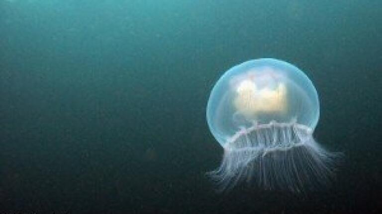 Artificial jellyfish could be the cure to a broken heart