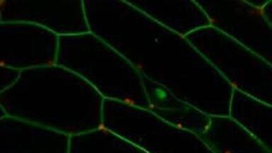Further insight into plant defence mechanisms