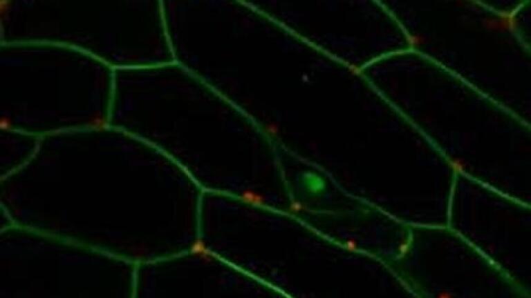Further insight into plant defence mechanisms
