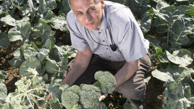 New Broccoli Variety Benefits British Consumers