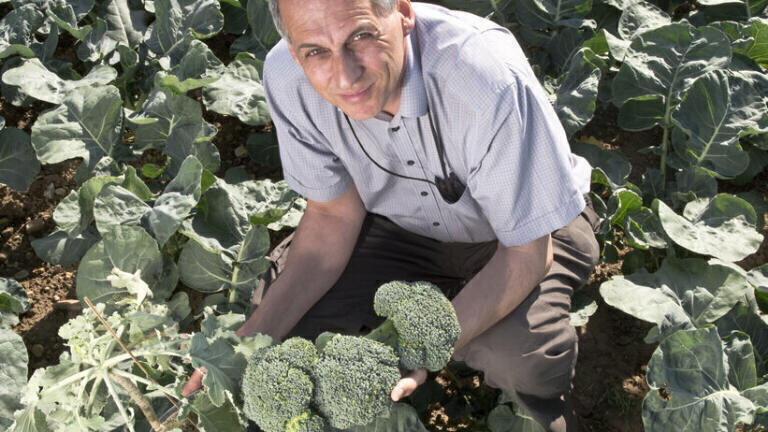 New Broccoli Variety Benefits British Consumers