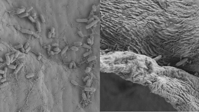 Salmonella on the surface of strawberry (left) and in potato tissue (right)