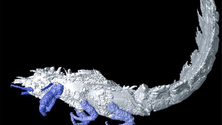 Images of 300 million old insects revealed