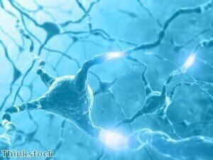 Scientists create new nerve cells from human brain cells