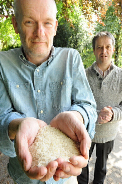DNA Sequencing to Create New Rice Variety