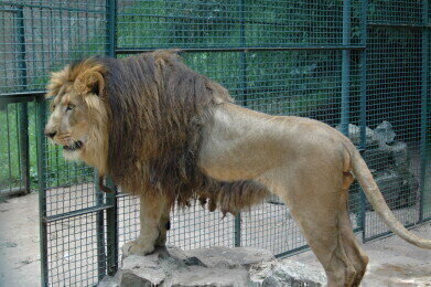 
DNA Confirms Distinct Ethiopian Lion