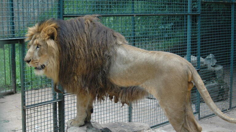 DNA Confirms Distinct Ethiopian Lion