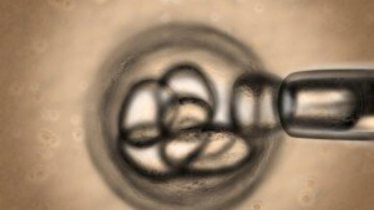Cartilage made from pluripotent stem cells, says researchers