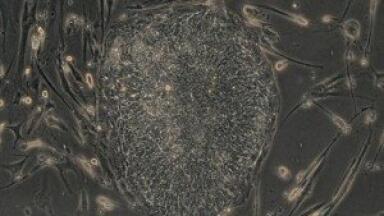 New company formed to supply stem cells to drug manufacturers