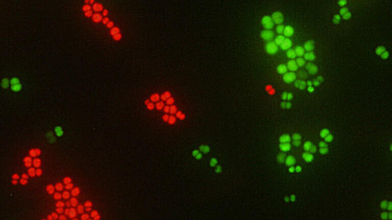 Identification of S. aureus from Positive Blood Culture in just 20 Minutes
