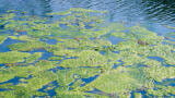 Release of Application Note for Analysis of Microcystin Toxin in Drinking Water 