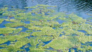Release of Application Note for Analysis of Microcystin Toxin in Drinking Water 